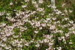 Mountain azalea